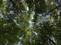 View of the sky and the sun`s rays through the treetops in the Ucka Nature Park, Croatia - Pogled prema nebu i sunÃÂevim zrakama Royalty Free Stock Photo